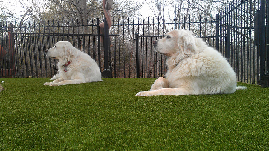 Artificial-Grass-Bermuda